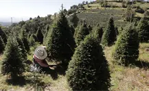 Dónde comprar un árbol de Navidad natural en Edomex