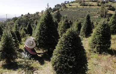 Dónde comprar un árbol de Navidad natural en Edomex