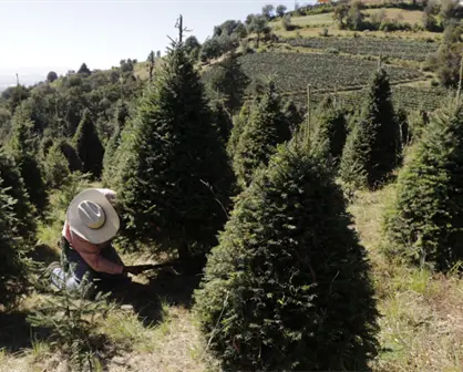 Dónde comprar un árbol de Navidad natural en Edomex