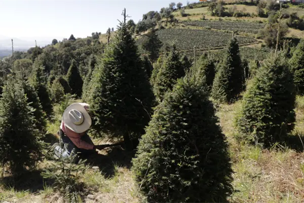 Dónde comprar un árbol de Navidad natural en Edomex Dónde comprar un árbol de Navidad natural en Edomex