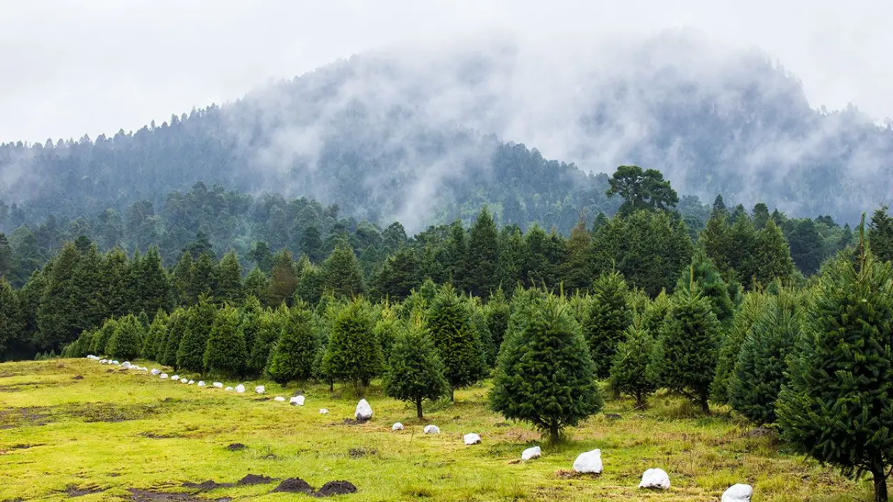 Campo de árbol de Navidad en Edomex. | Foto: X (@EsMexicoExplore)