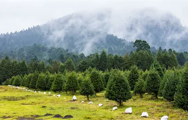 Venta de árboles navideños inicia en Amecameca donde visitantes pueden cortar su propio ejemplar
