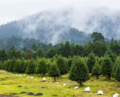 Venta de árboles navideños inicia en Amecameca donde visitantes pueden cortar su propio ejemplar