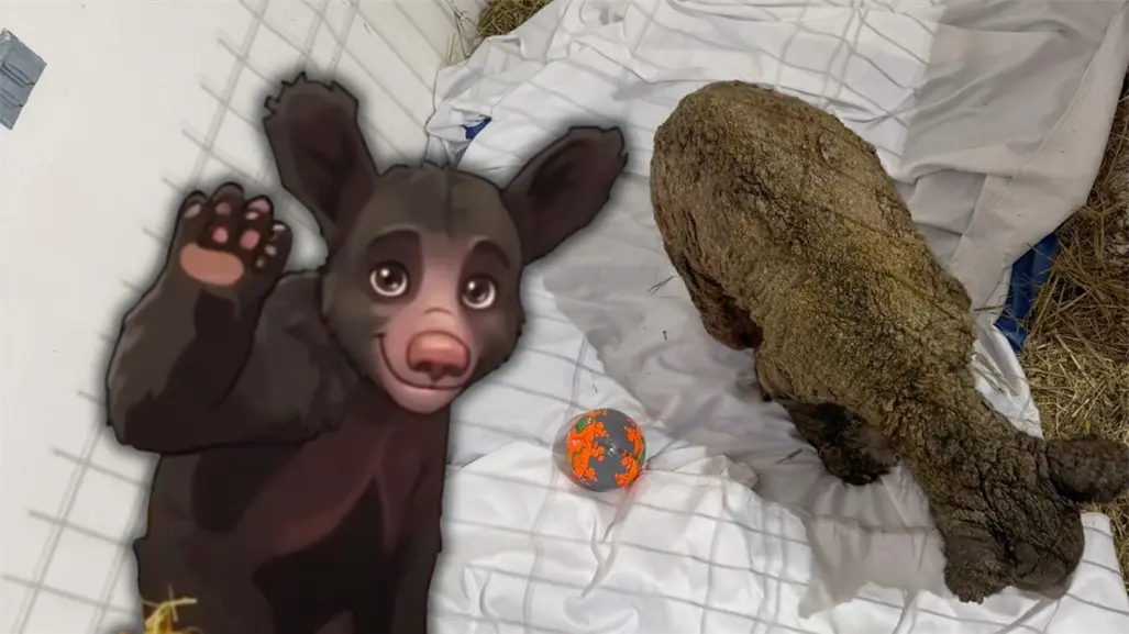 Osa Mina vuelve al quirófano: ¿qué avances detectaron los especialistas?