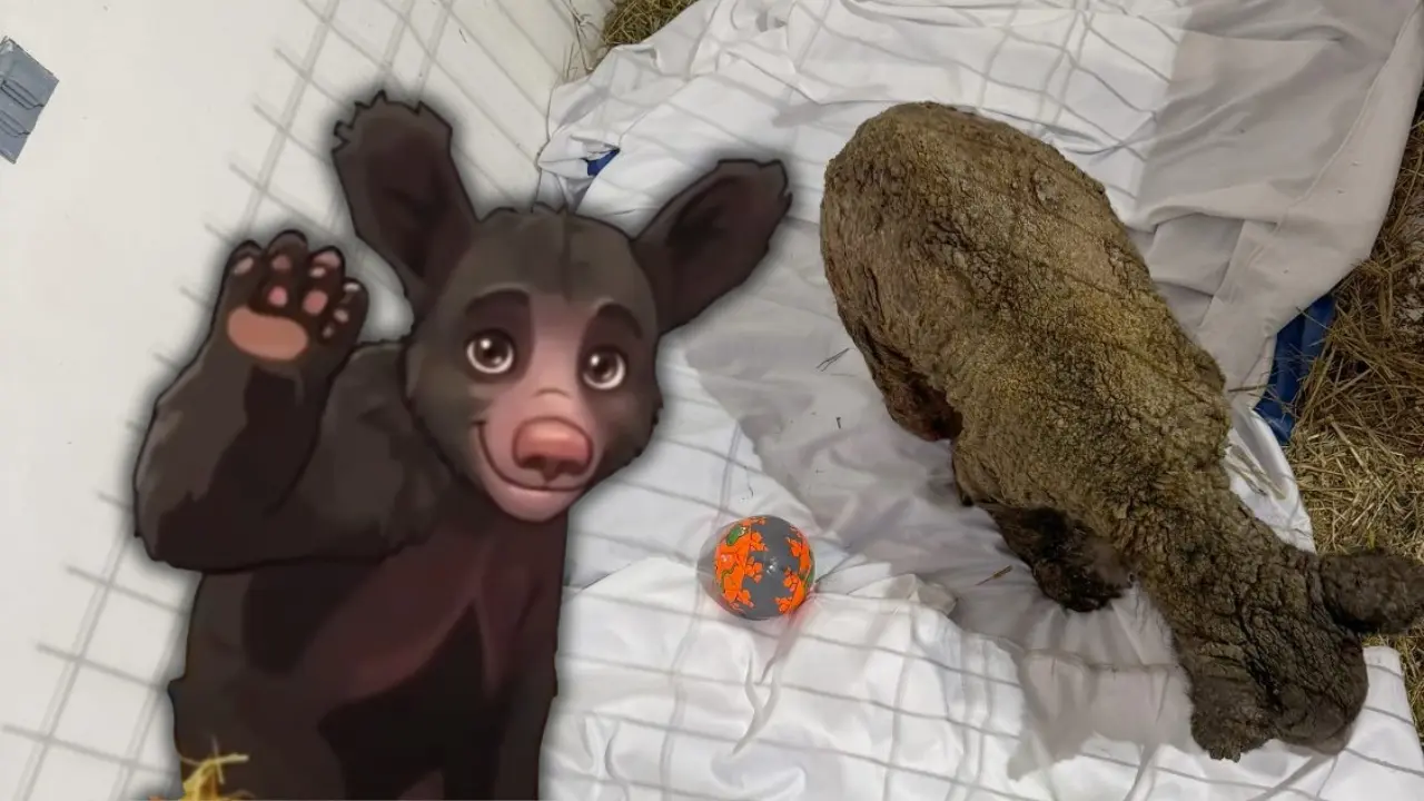 La osa Mina en la Fundación Invictus. Foto: Composición Canva