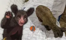 Osa Mina vuelve al quirófano: ¿qué avances detectaron los especialistas?