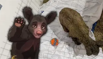 Osa Mina vuelve al quirófano: ¿qué avances detectaron los especialistas?