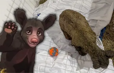 Osa Mina vuelve al quirófano: ¿qué avances detectaron los especialistas?