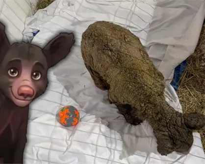 Osa Mina vuelve al quirófano: ¿qué avances detectaron los especialistas?