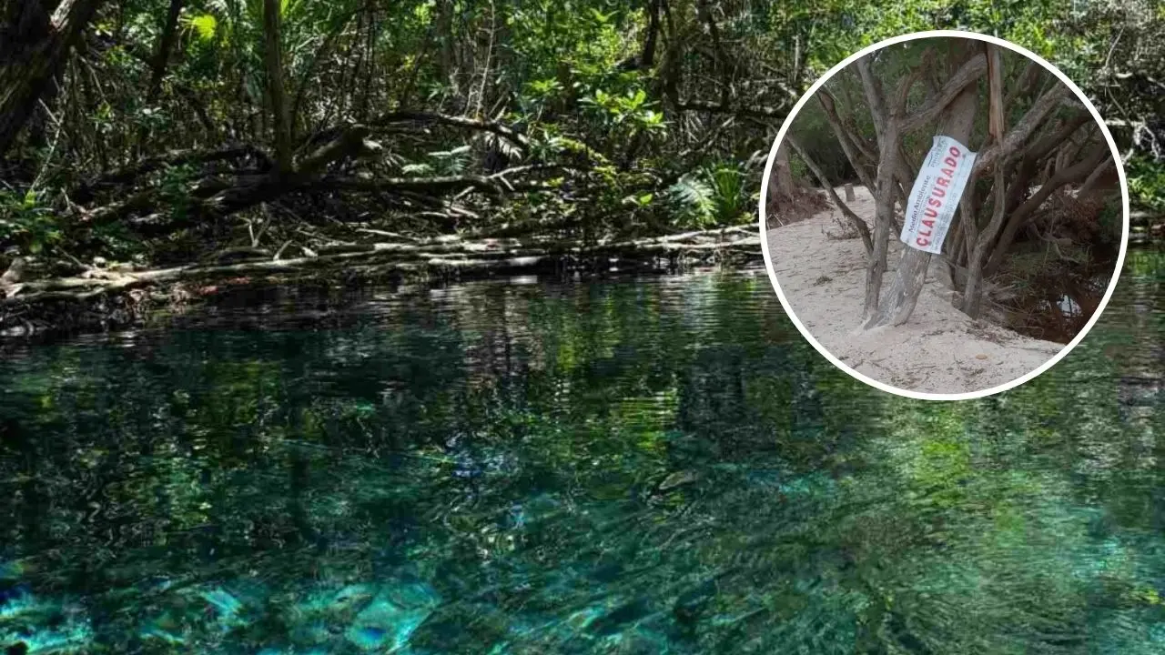 Los cellos fueron colocados en las inmediaciones del terreno afectado Foto: Canva | Profepa