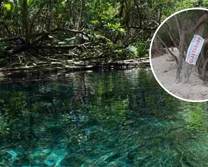 Profepa y Semarnat  clausuran predio en Sisal por denuncias de devastación de manglares