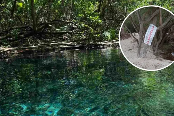 Profepa y Semarnat clausuran predio en Sisal por denuncias de devastación de manglares Profepa y Semarnat clausuran predio en Sisal por denuncias de devastación de manglares