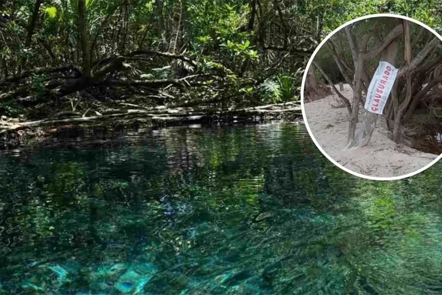 Profepa y Semarnat  clausuran predio en Sisal por denuncias de devastación de manglares