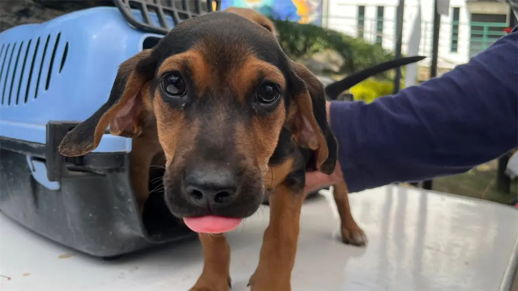 CDMX y jornadas de adopción con pasarela de perros y gatos, aquí todos los detalles