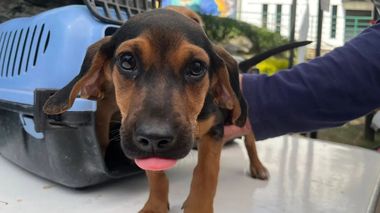 Foto: FARO Tecómitl | Facebook