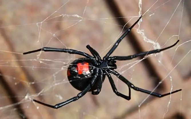 La mordedura de araña viuda negra puede ser mortal si no es atendida por un médico. Foto: El Salvador Times