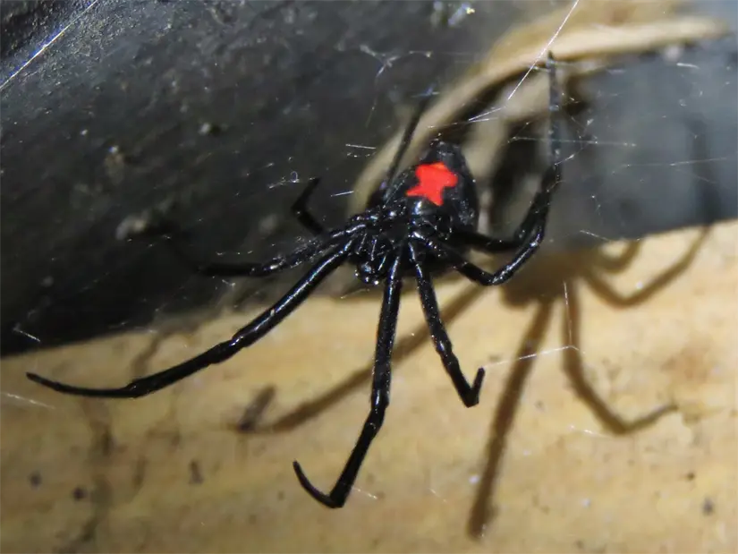 La araña viuda negra suelde realizar sus telarañas en lugares como debajo de los muebles. Foto: iNaturalist