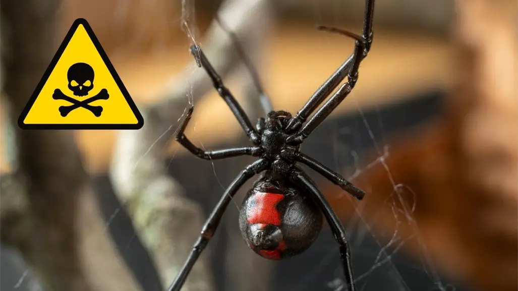 Araña viuda negra de Nuevo León: ¿cómo identificar y eliminar este riesgo mortal?