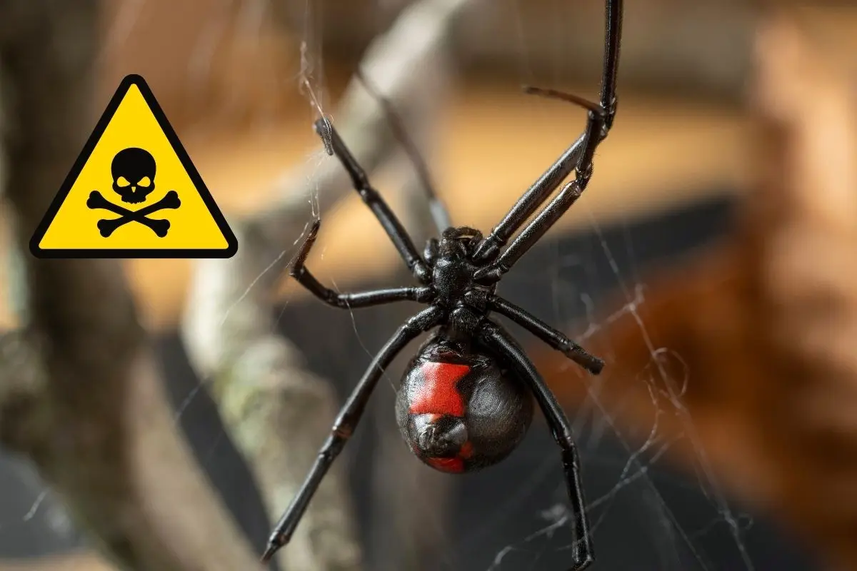 La araña viuda negra de Nuevo León es una amenaza en los hogares; es importante mantener el aseo de la casa para evitar su proliferación. Foto: Canva