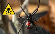 Araña viuda negra de Nuevo León: ¿cómo identificar y eliminar este riesgo mortal? Araña viuda negra de Nuevo León: ¿cómo identificar y eliminar este riesgo mortal?