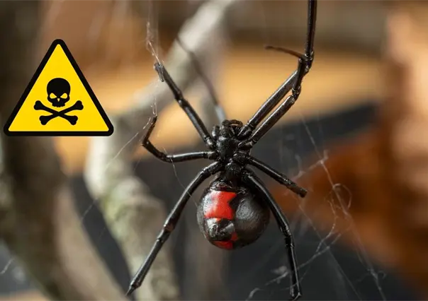 Araña viuda negra de Nuevo León: ¿cómo identificar y eliminar este riesgo mortal?