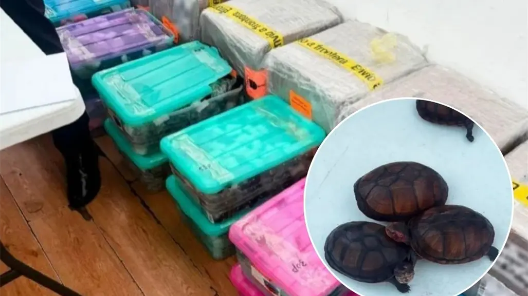 Así intentaron traficar 774 tortugas bebés por la frontera en Tijuana, Baja California