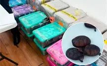 Así intentaron traficar 774 tortugas bebés por la frontera en Tijuana, Baja California