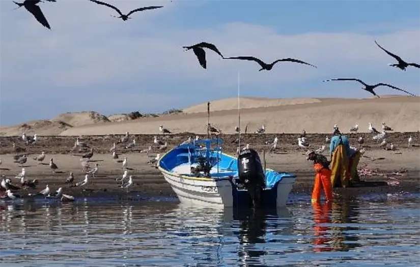 Bahía Magdalena es uno de los puntos más buscados por pescadores deportivos debido a la presencia de especies de altura como marlín y dorado. Foto: TripAdvisor