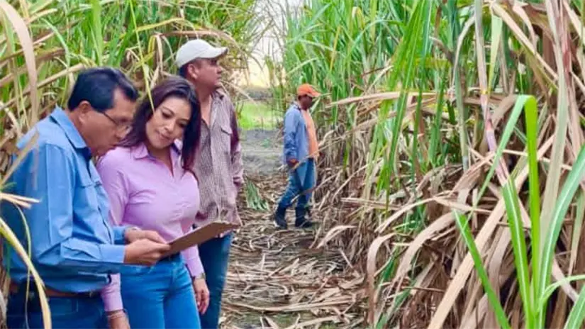 Productores de caña en el estado | Foto: Facebook