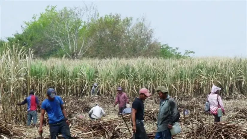 Cortando caña en la región de El Mante, Tamaulipas | Foto: Facebook