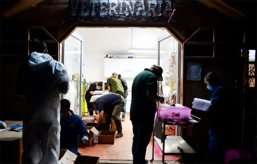 Los ejemplares, envueltos en calcetines y ocultos en contenedores de plástico, quedaron bajo resguardo en una UMA. Foto: Profepa