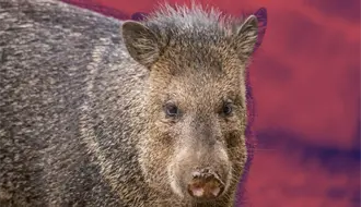 Rescatan a pecarí atrapado en alcantarilla en Guadalupe