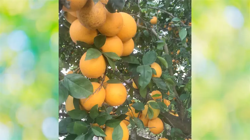 imagen recuadro Para los productores tamaulipecos, este ajuste podría convertirse en un respiro muy necesario. Foto: Luis Macias