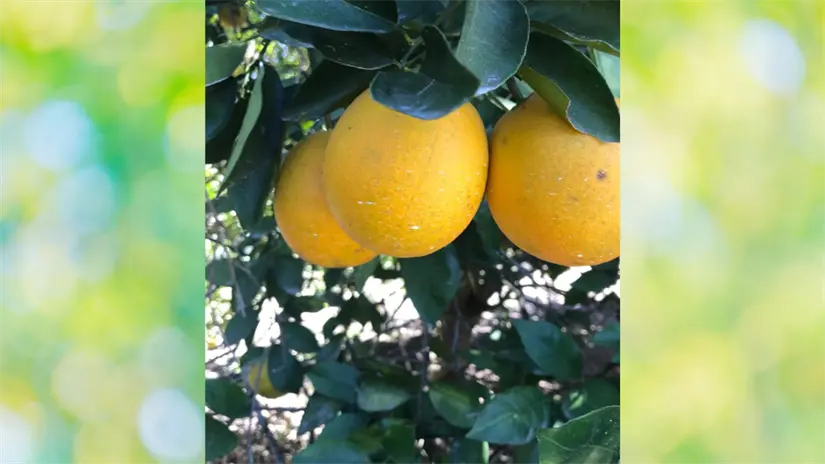 imagen recuadro Para los productores tamaulipecos, este ajuste podría convertirse en un respiro muy necesario. Foto: Luis Macias