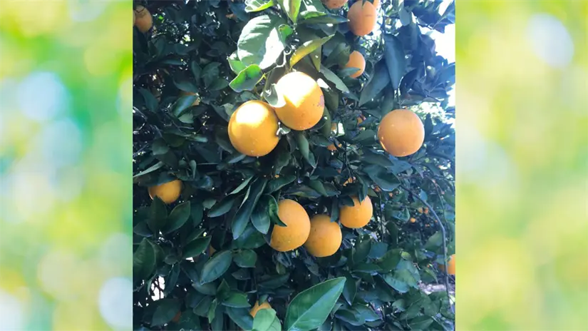 imagen recuadro Para los productores tamaulipecos, este ajuste podría convertirse en un respiro muy necesario. Foto: Luis Macias