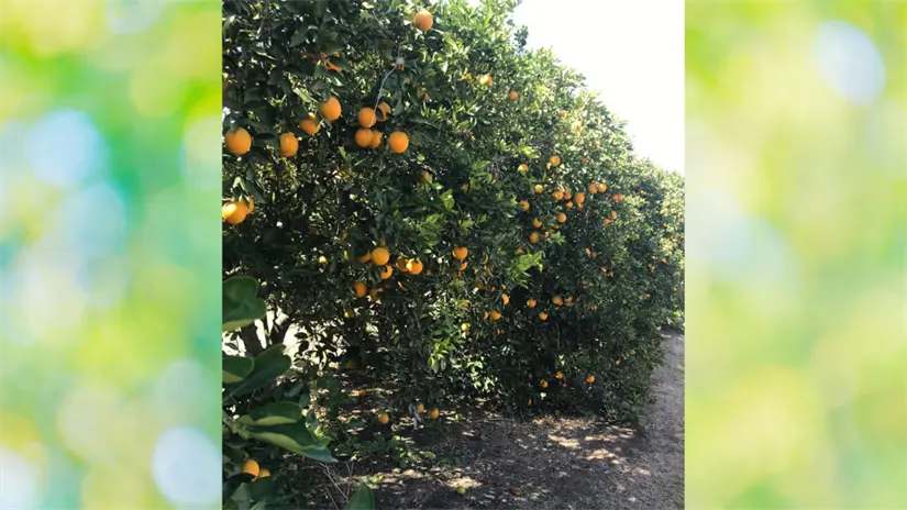 imagen recuadro Para los productores tamaulipecos, este ajuste podría convertirse en un respiro muy necesario. Foto: Luis Macias