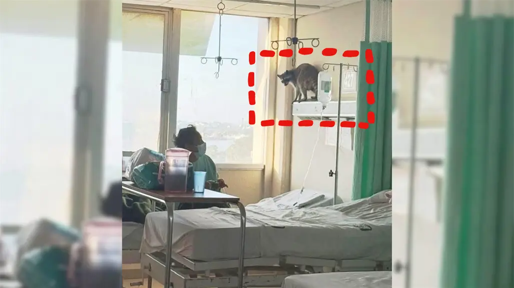 Mapaches invaden IMSS en Ciudad Madero: Pacientes denuncian riesgo sanitario