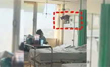 Mapaches invaden IMSS en Ciudad Madero: Pacientes denuncian riesgo sanitario Mapaches invaden IMSS en Ciudad Madero: Pacientes denuncian riesgo sanitario