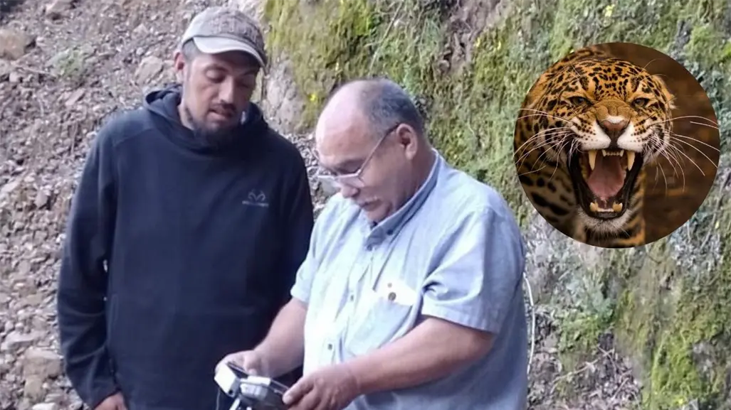 Parques y Vida Silvestre de Nuevo León busca un jaguar ¿cuál es el municipio con presencia de este felino?