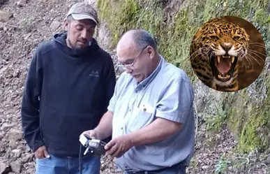 Parques y Vida Silvestre de Nuevo León busca un jaguar ¿cuál es el municipio con presencia de este felino?