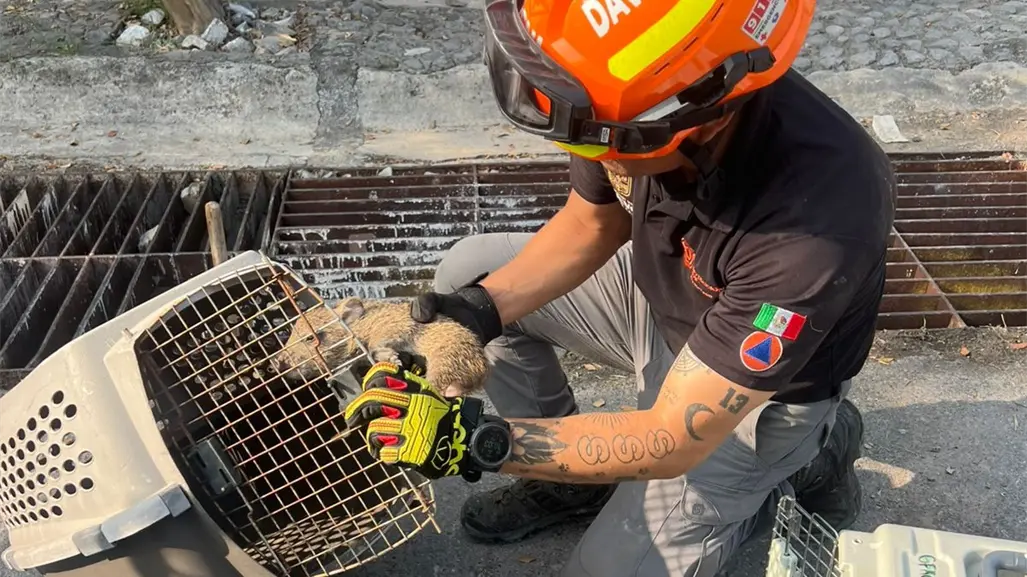 Rescatan a cría de jabalí atrapado en alcantarilla en Guadalupe