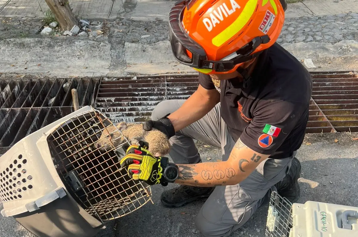 El reporte de un animal silvestre atrapado en una alcantarilla en Guadalupe generó una movilización. Foto: PCNL