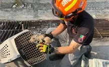 Rescatan a cría de jabalí atrapado en alcantarilla en Guadalupe