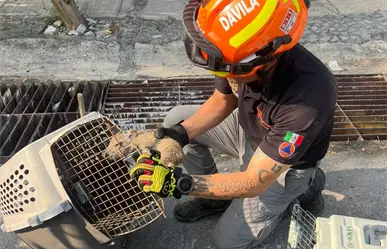 Rescatan a cría de jabalí atrapado en alcantarilla en Guadalupe