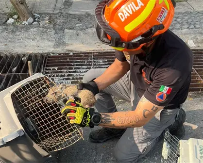 Rescatan a cría de jabalí atrapado en alcantarilla en Guadalupe