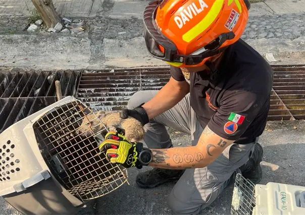Rescatan a cría de jabalí atrapado en alcantarilla en Guadalupe