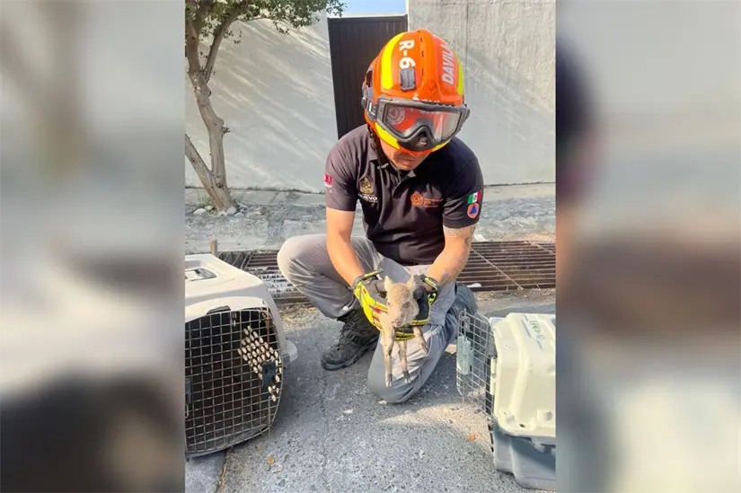 Habitantes difundieron imágenes del animal atorado. Foto: PCNL