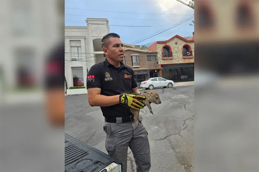 Realizaron maniobras cuidadosas para liberar al jabalí. Foto: PCNL