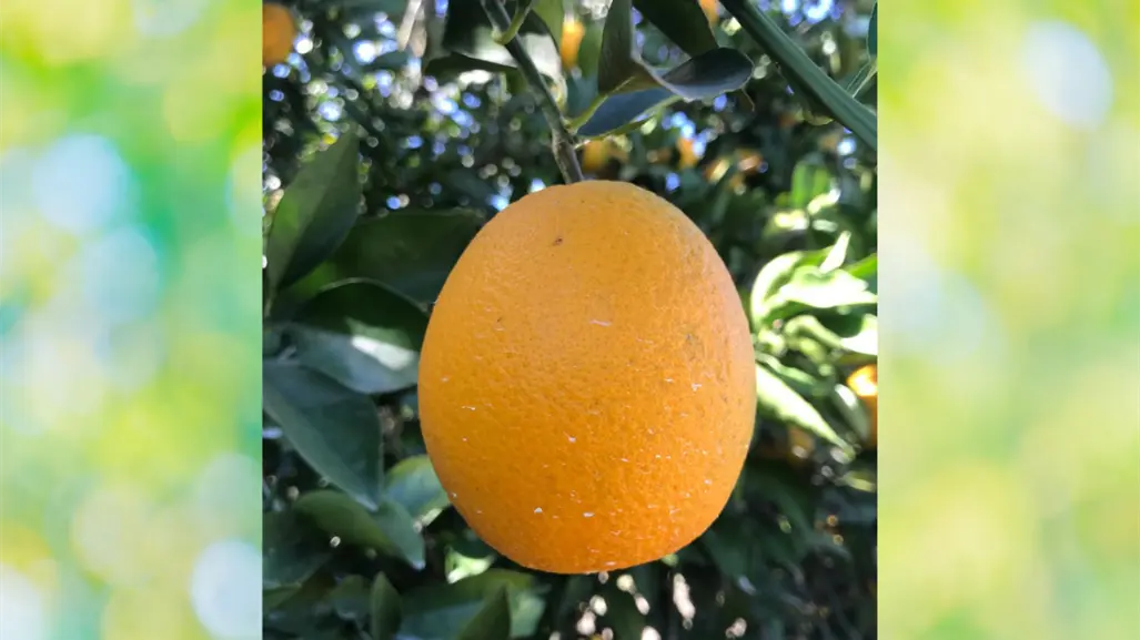 Por inundaciones de Veracruz, la naranja de productores de Tamaulipas tendría mejor precio de compra