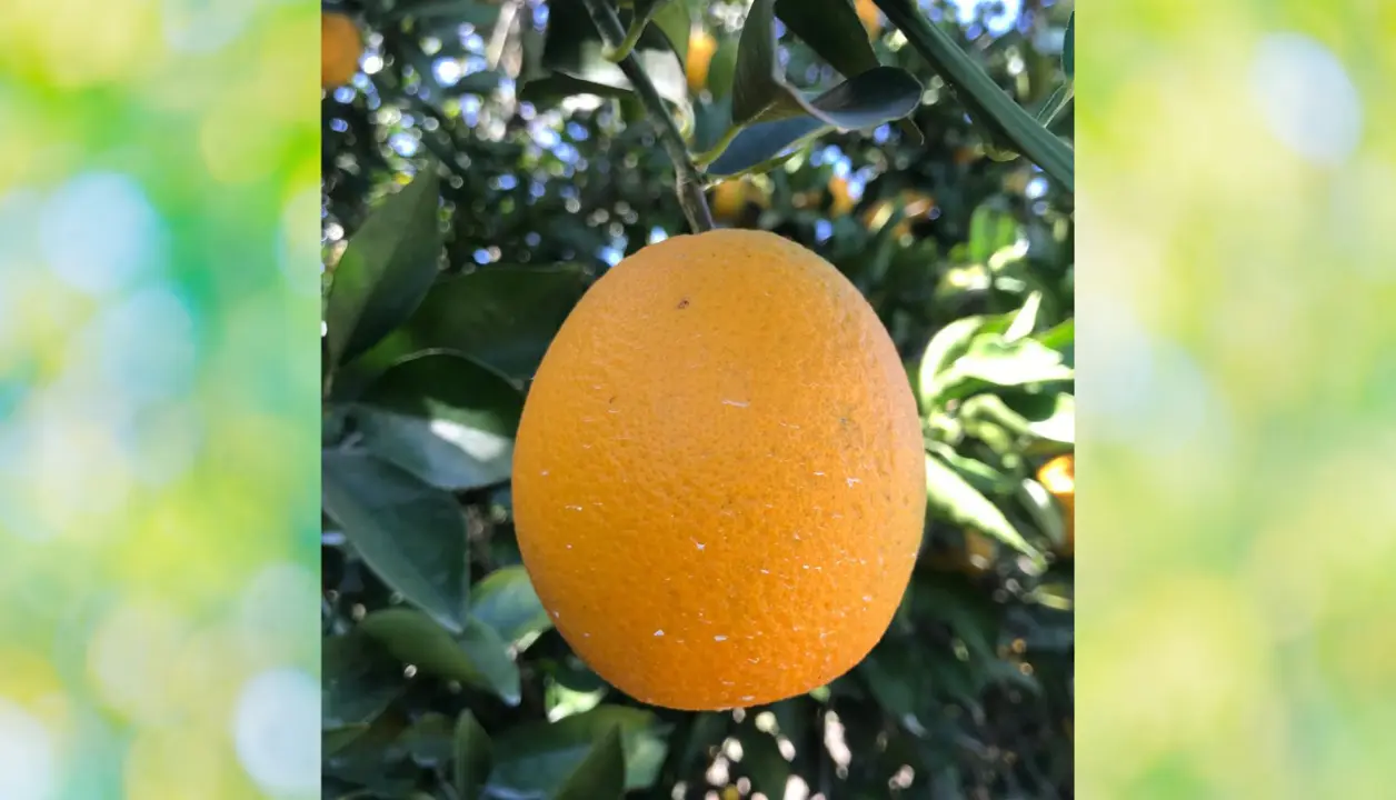 Para los productores tamaulipecos, golpeados recientemente por plagas y bajos rendimientos, este ajuste podría convertirse en un respiro muy necesario. Foto: Luis Macias